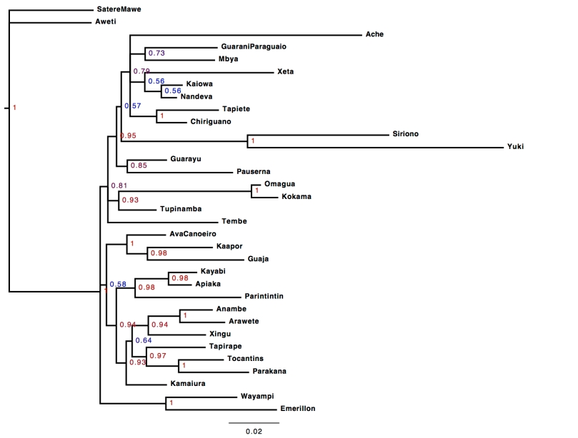 An inferred phylogeny of TG languages based on lexical cognate sets